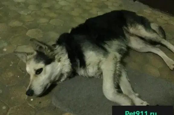 Найдена собака на Ленинградском проспекте