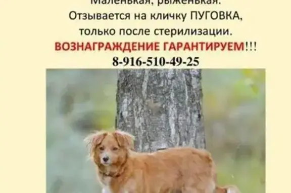 Пропала собака в Калистово, помогите!