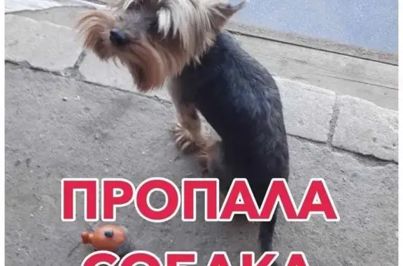 Пропала собака в Игнатьево, Московская обл.