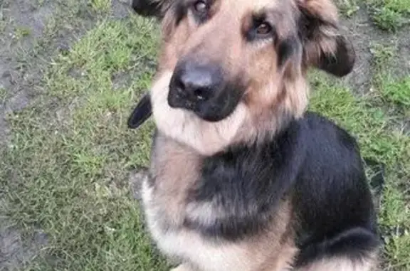 Пропала собака Джеси возле 4 детской больницы в Дальнем Куйбышево