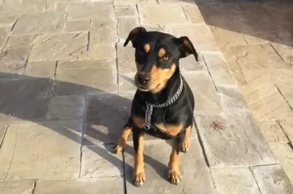 Найдена собака на улицах Вавилова и Особенной в Ростове-на-Дону