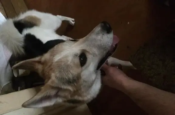 Найдена собака в Подольске, ищем хозяев