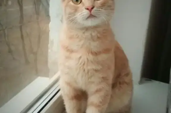 Найден бежевый котенок на Осташковской, Москва