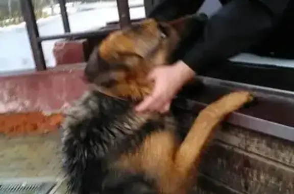 Собака найдена в деревне Николо-Черкизово, Московская область