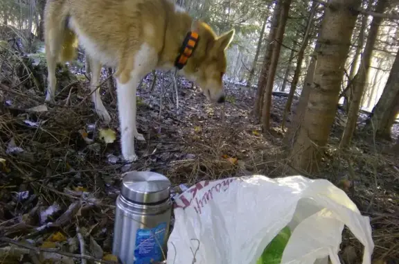 Пропала собака Казан в поселке Быково, Смоленская область.