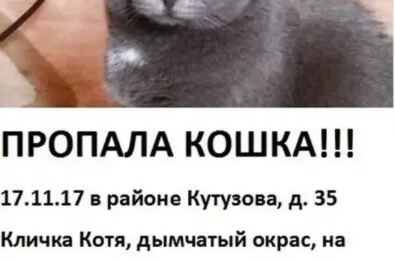 Пропала собака Котя на ул. Кутузова 35 (31 символ)