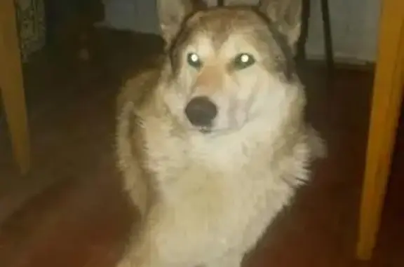 Собака лайка найдена в деревне Камешковского района