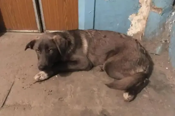 Собака найдена на Ярославской, 16 в Челябинске.