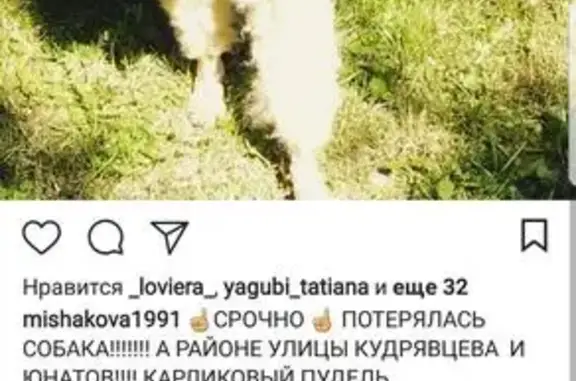 Пропала собака в Химках на Ленинском проспекте 2