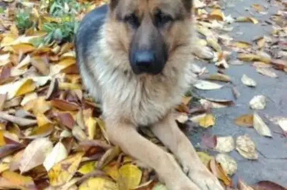 Найдена собака в Кировском районе, Волгоград.