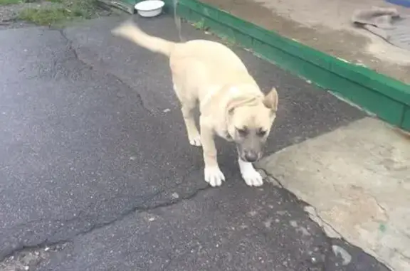 Пропала собака Барон на улице Боженко, 5к1 (39 символов)