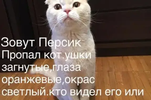 Пропал кот в Сергиевом Посаде, помогите найти!