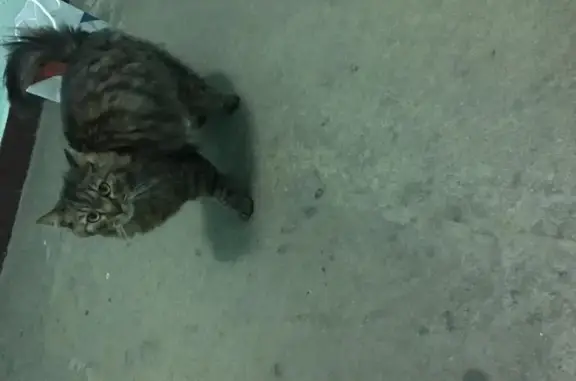 Найдена кошка на ул. Адмирала Лазарева в Москве