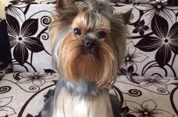 Собаки потеряшки, Павловское, фото: Потеряшка кобель йоркширского терьера в поселке Дачное, Лен обл.