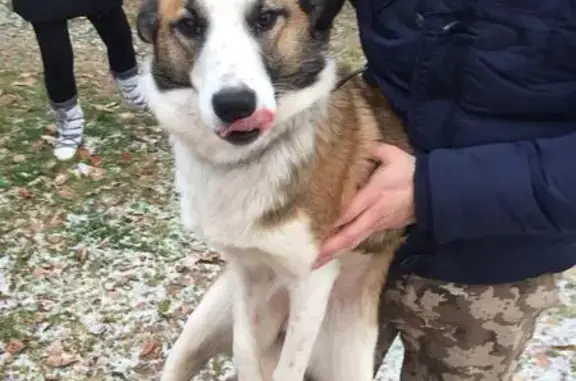 Найдена собака в Тверской области