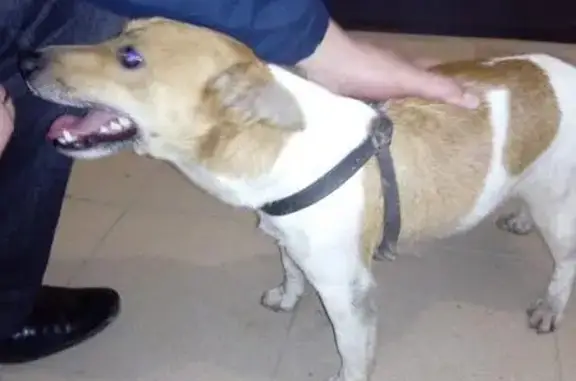 Найдена собака в Новой Самаре, похожа на джек-рассел-терьера