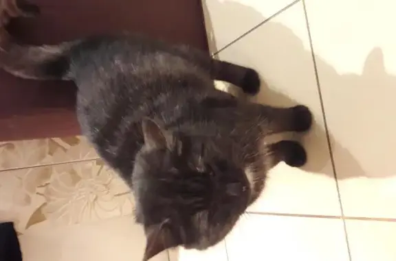 Найдена британская кошка в Омске