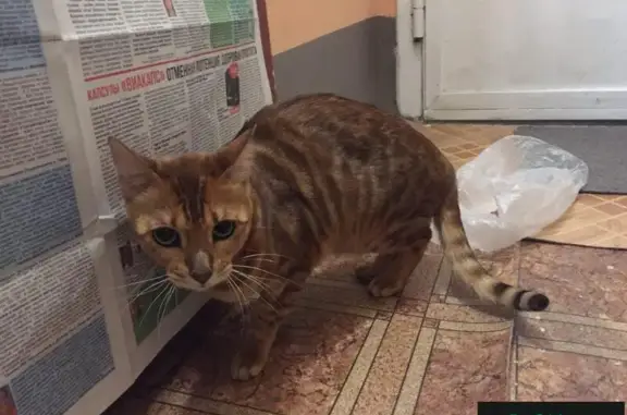 Найдена кошка в Заречном, Сочи