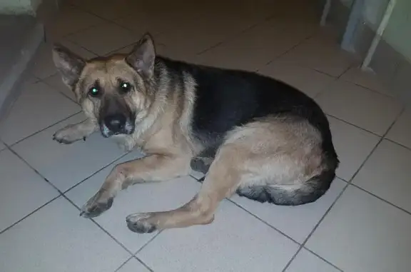 Найден домашний пес без ошейника в Ростове