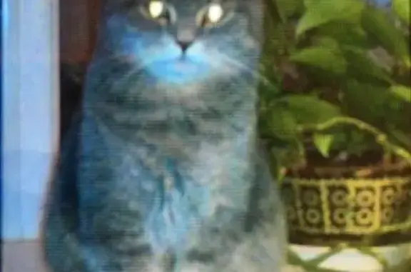 Кошки потеряшки, Чесноковка, фото: Потеряшка кот в Чесноковке, Санаторная улица