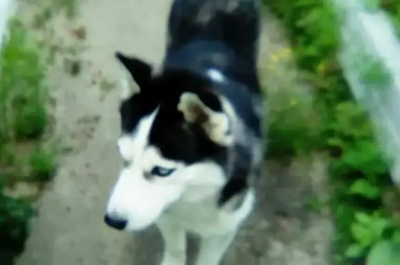 Пропала собака в Волгоградской области