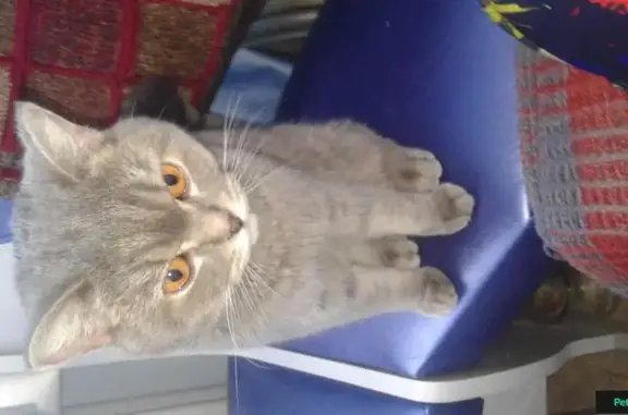 Найдена кошка в районе Тайваня, ищет хозяев