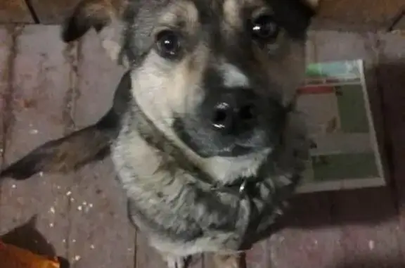 Найдена собака и кабель на Волочаевской улице, Новосибирск