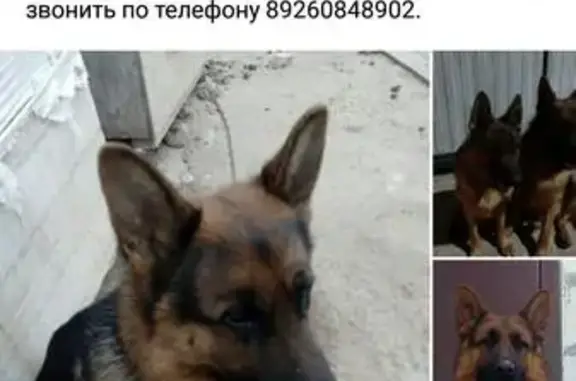 Пропала короткошерстная собака в Константиново, Московская область