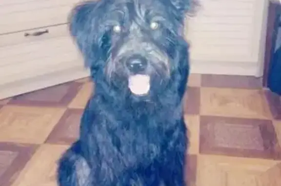 Пропала собака на улице Маршала Неделина, Москва
