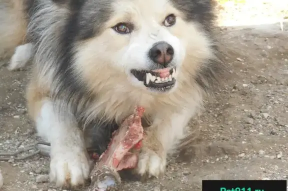 Пропала собака в Славянске-на-Кубани