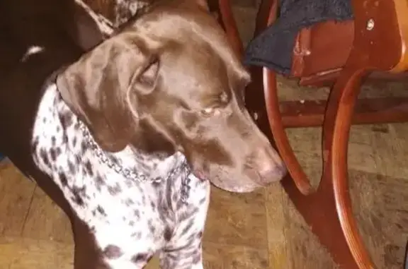 Собака найдена около метро Горьковская в СПб