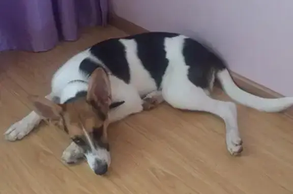 Собаки потеряшки, учхоза, фото: Потеряшка собака в Можайском районе МО