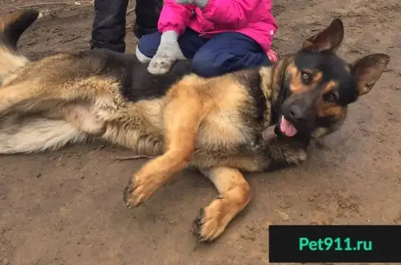 Пропала собака в Одинцовском районе.