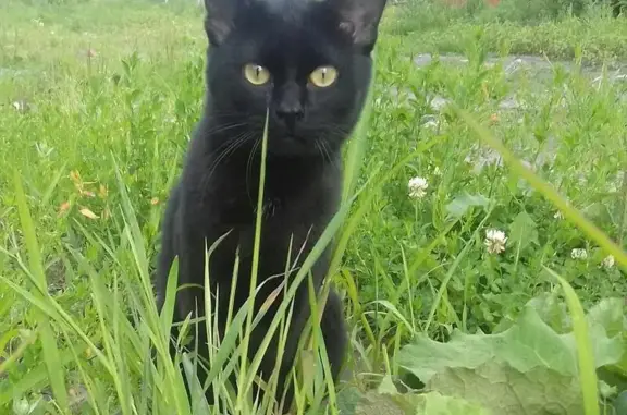 Пропала кошка в Новосибирске, Кировский р-н, Белые Росы.