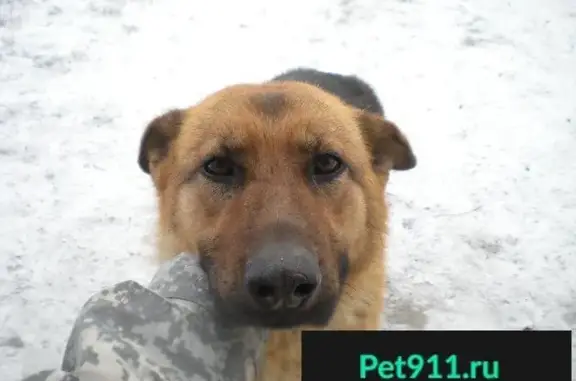 Найдена собака, Тепличный, фото: Найдена собака в поселке Тепличный, Республика Хакасия