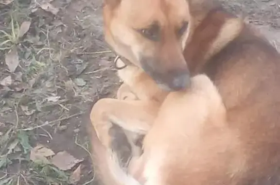 Пропала собака ждет хозяина на бульваре Тухвата Янаби, 26