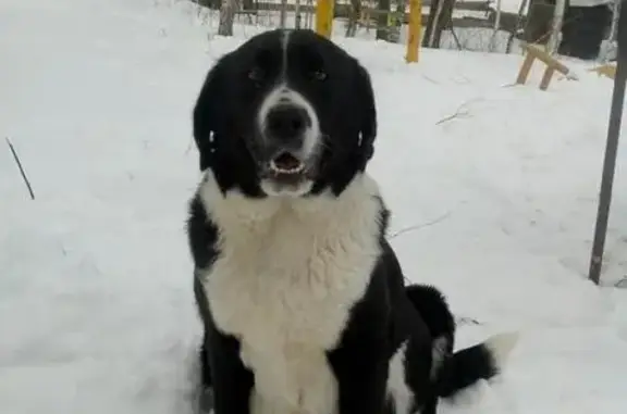 Пропала собака в Солнечногорском районе, деревня Новая