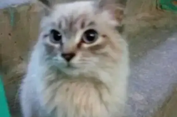 Пропала кошка в Астрахани com/natalie_alexandrovna