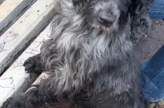 Пропала собака возле дома №20 на Лихачёвском шоссе