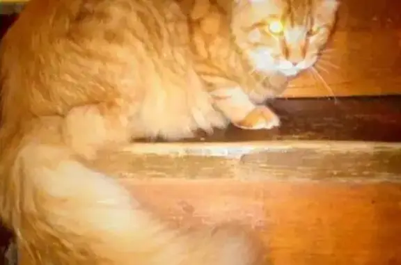 Кошки потеряшки, Варсковское, фото: Потеряшка кошка в п. Солотча, Рязанская область