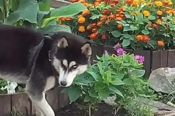 Пропала собака Герда в Саранске, Республика Мордовия