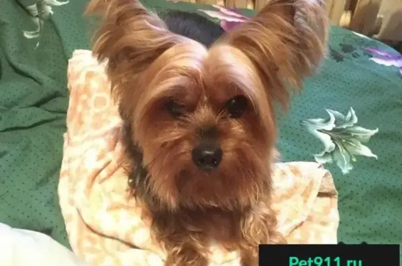 Кошки потеряшки, Ростов-на-Дону, фото: Потеряшка мальчик йорк, нужна помощь! (36 символов)