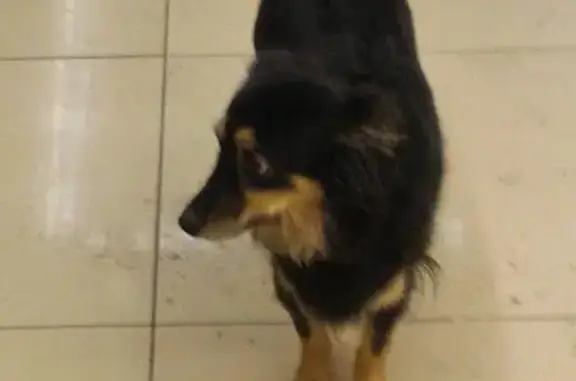 Найдена собака в Мегамарте на ул. Советская, 6А