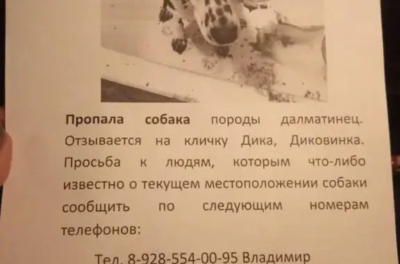 Пропал далматинец возле дома 53 на 2-й Краснодарской, найден возле Магнита