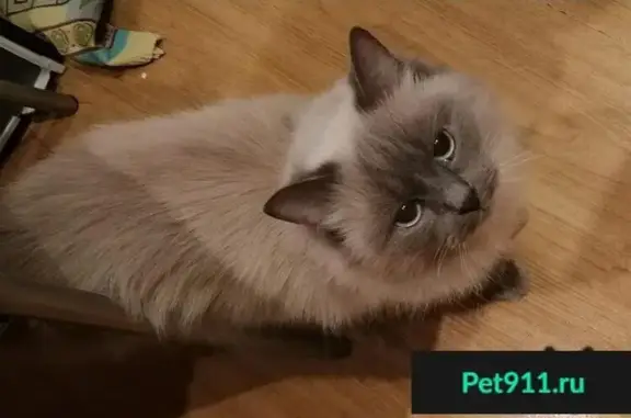 Пропала кошка в Перми: ищем хозяев
