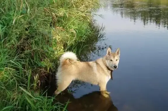 Собаки потеряшки, Деревня Ерденево, фото: Потеряшка собака Дина в Малоярославецком районе, адрес - деревня Ерденево