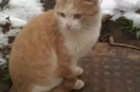 Пропала кошка, найден кот на ул. Ворошилова 52