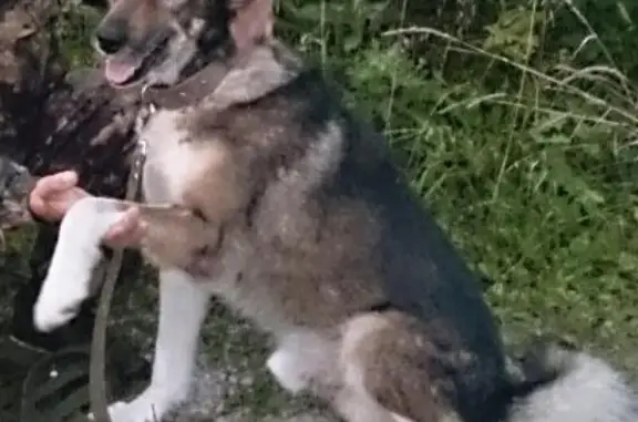 Пропала собака в Наро-Фоминске, вознаграждение гарантировано