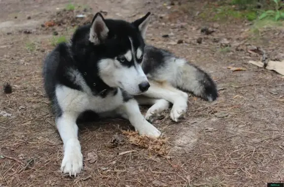 Пропала собака породы сибирский хаки в Томилино, Московская область