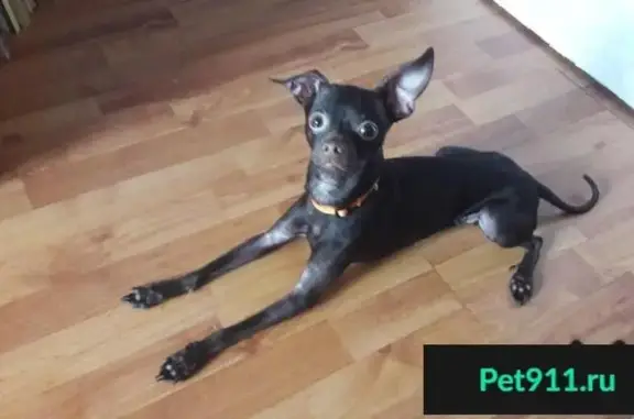 Пропала собака найдена в Королёве на улице Сталинградской битвы